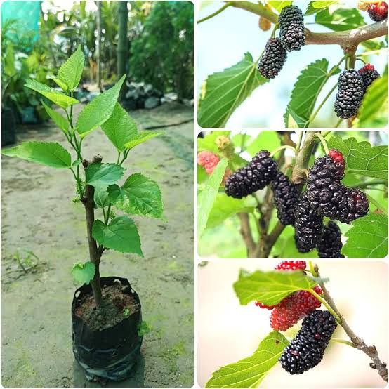 Mulberry Plants — Cherry sapling available at Agro Nursery Garden